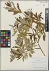 Foto von Salix lasiolepis Benth.